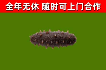 仁寿县烟酒回收干海参.jpg